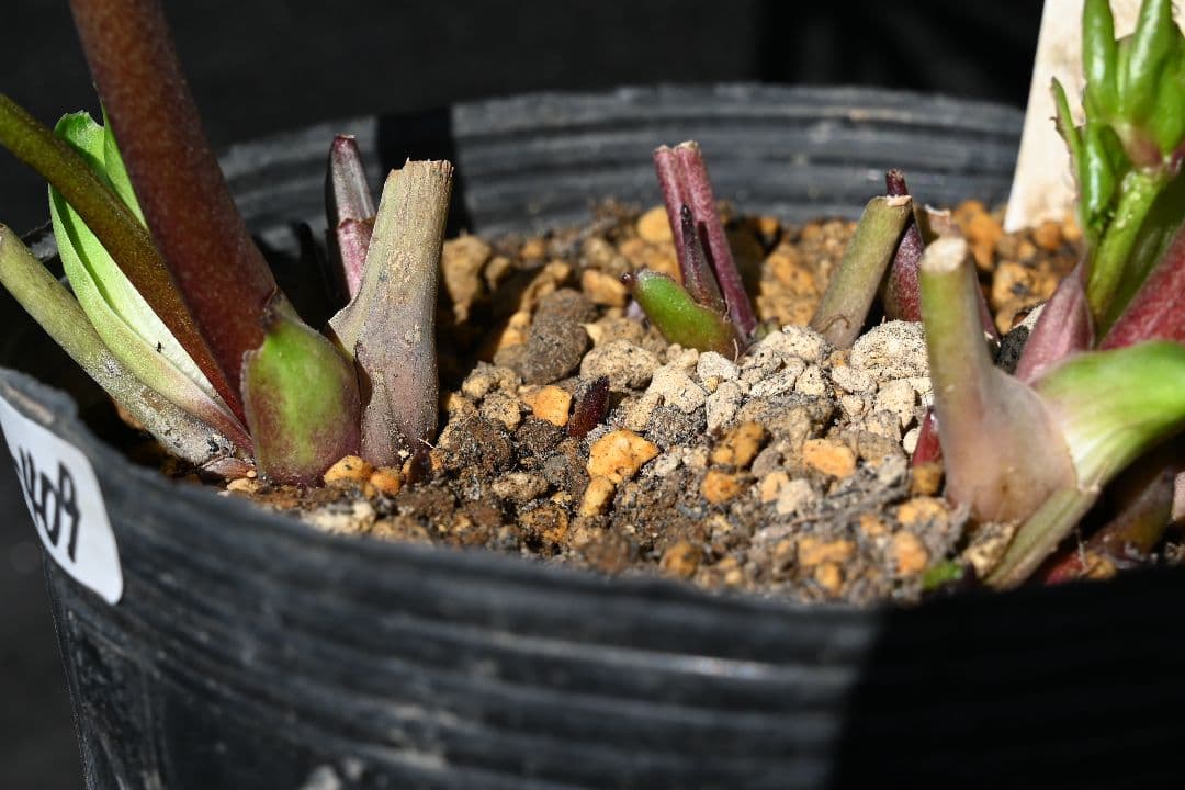 クリスマスローズ　sd多弁系レッドバイカラーカップ咲き　加藤農園