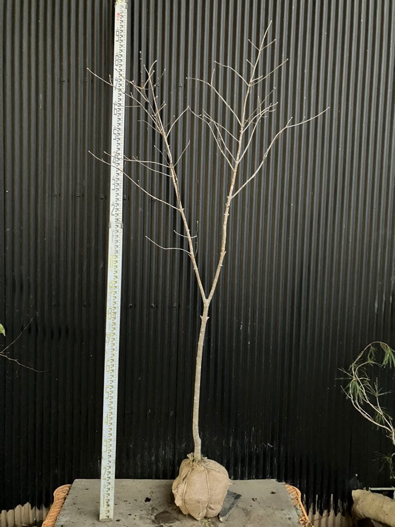 山採り　アオダモ　k