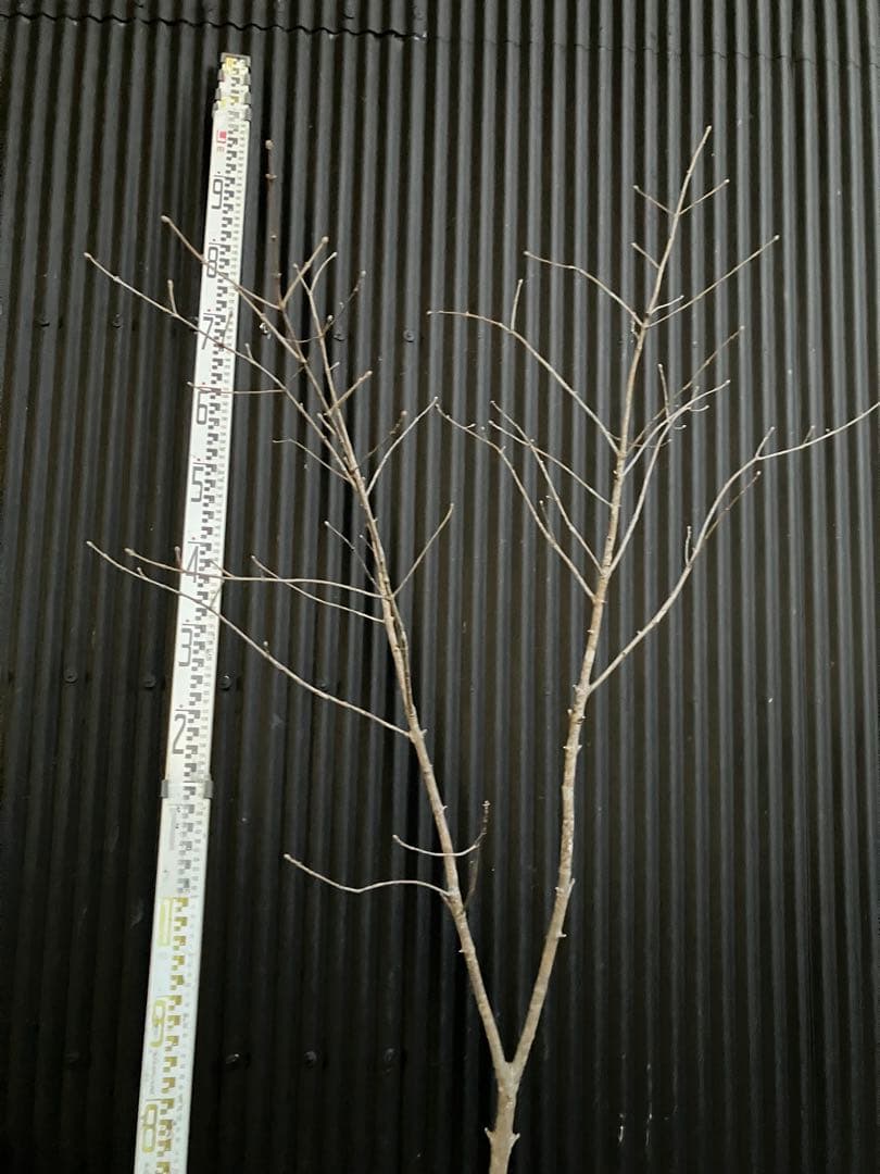 山採り　アオダモ　k