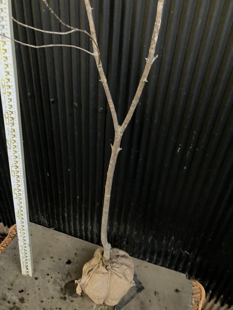 山採り　アオダモ　k