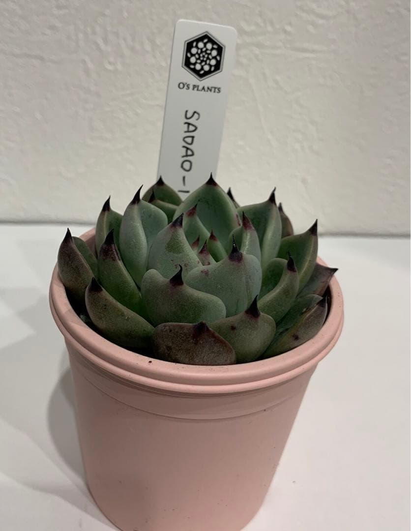 SADAO-1 札つき　鉢ごと　蕾あり