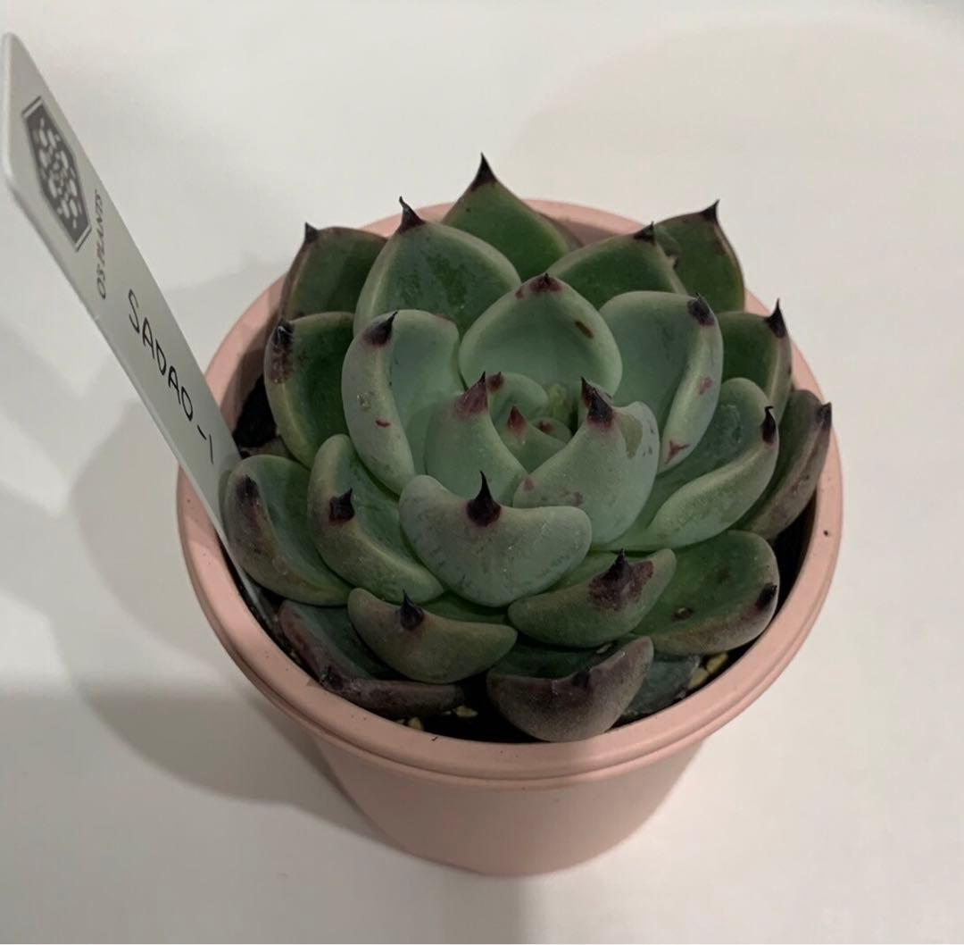 SADAO-1 札つき　鉢ごと　蕾あり