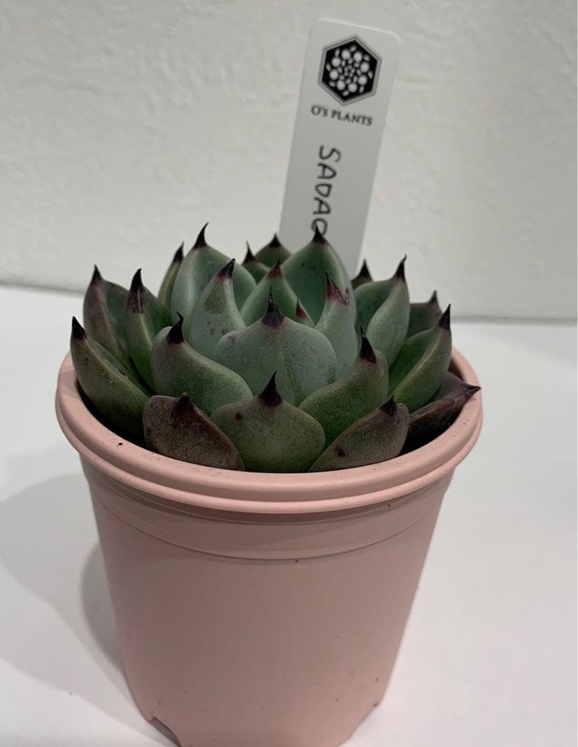 SADAO-1 札つき　鉢ごと　蕾あり