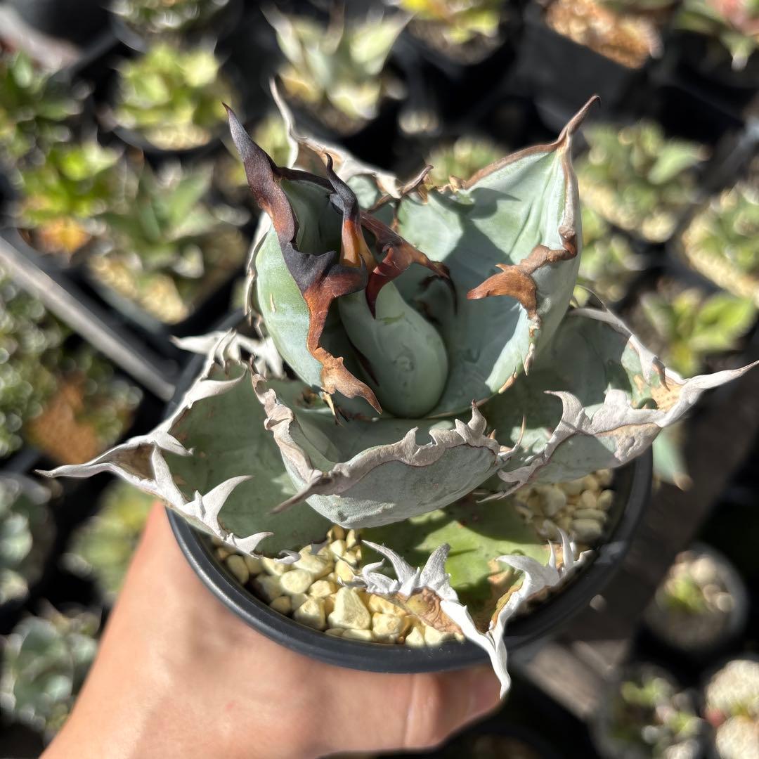 アガベ チタノタブルー　特選株