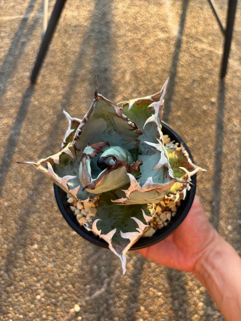 アガベ チタノタブルー　特選株