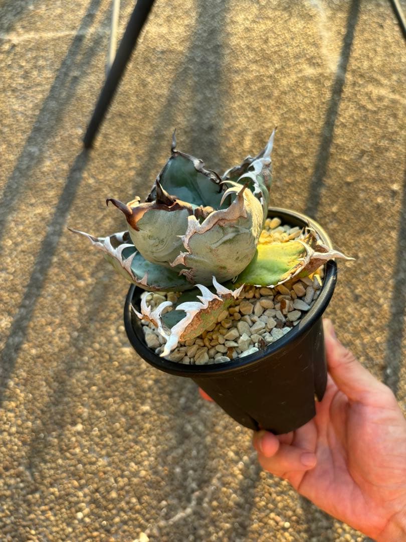 アガベ チタノタブルー　特選株