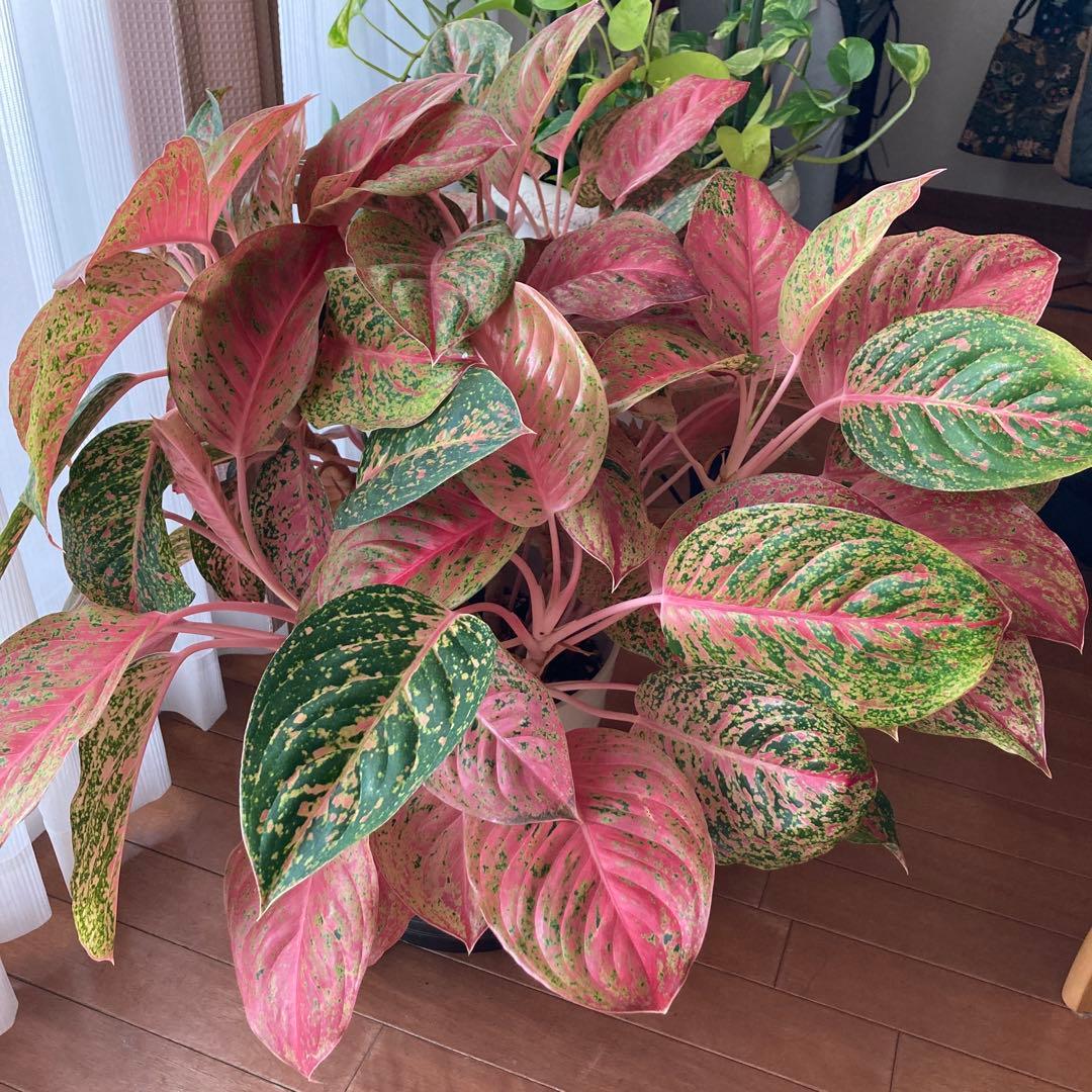 アグラオネマ　大株！zawaina