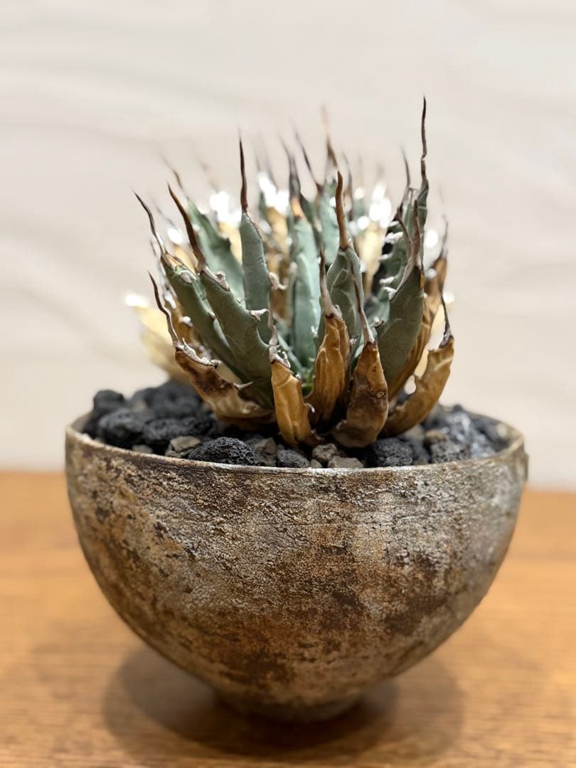 週末SALE【超希少コレクション株】エボリスピナ双頭【陽炎】【発根済】【作家鉢】