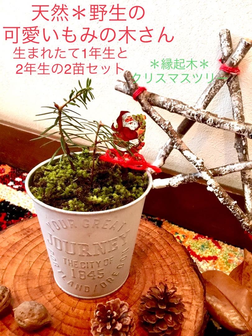 完売　　【野生の可愛い樅の木さん】生まれたて1年生と2年生/クリスマスツリー