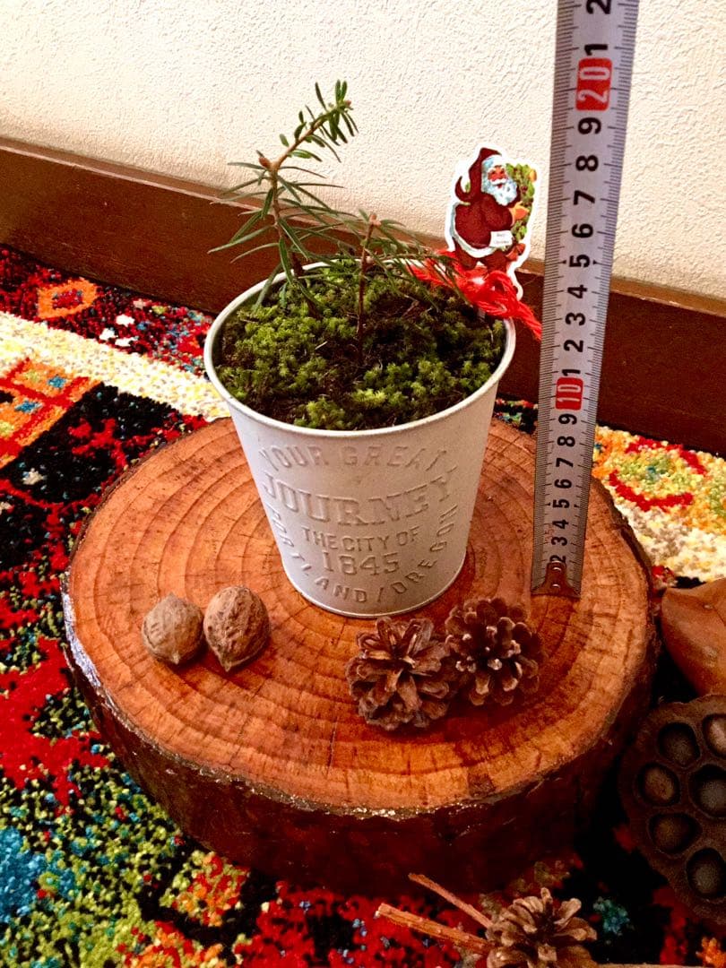 完売　　【野生の可愛い樅の木さん】生まれたて1年生と2年生/クリスマスツリー