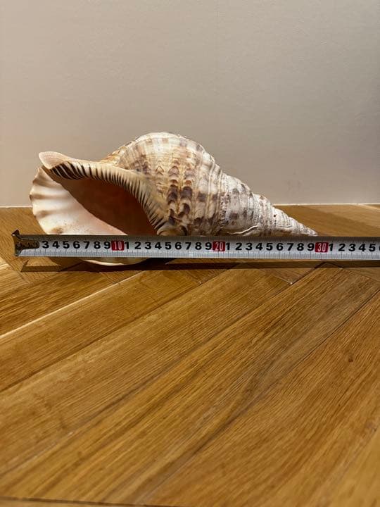 【沖縄】【石垣島】法螺貝　ほら貝　ホラガイ