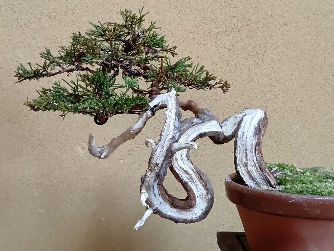 糸魚川真柏‼️値下げ‼️