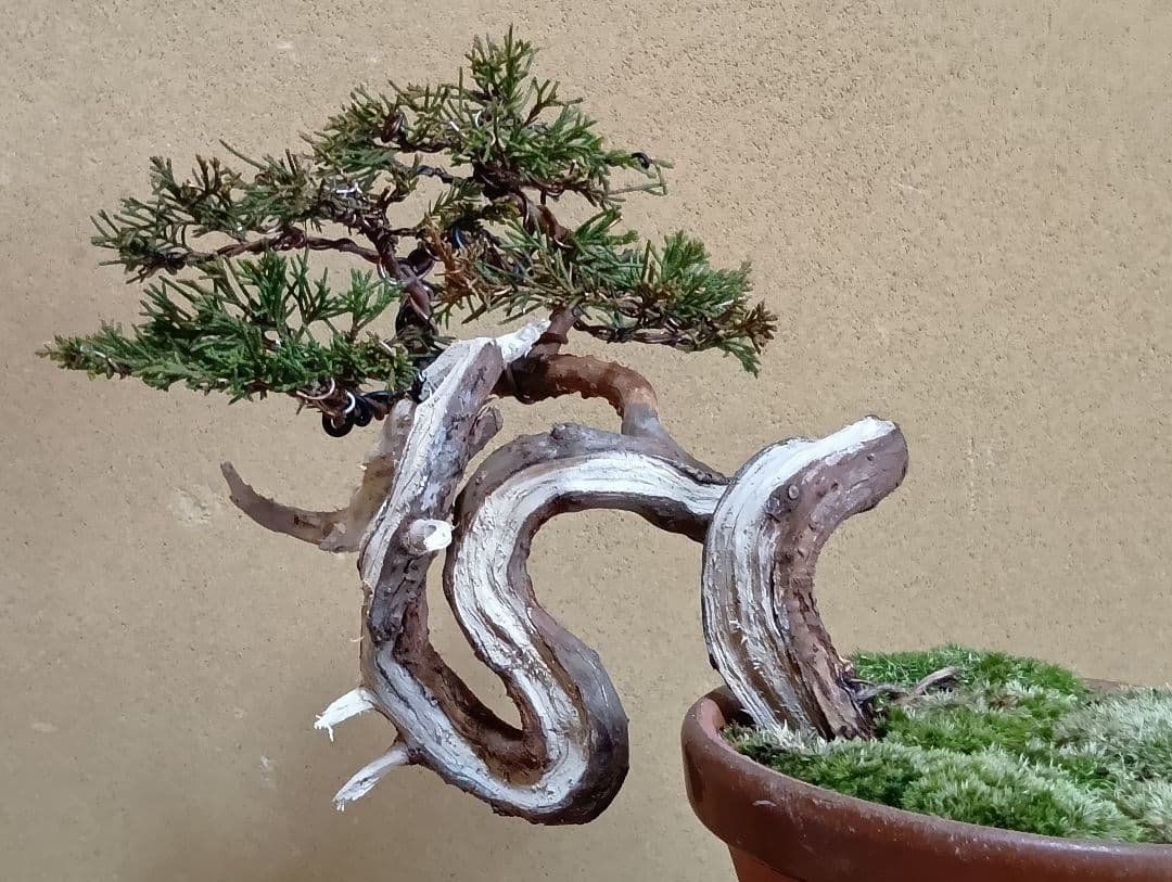 糸魚川真柏‼️値下げ‼️