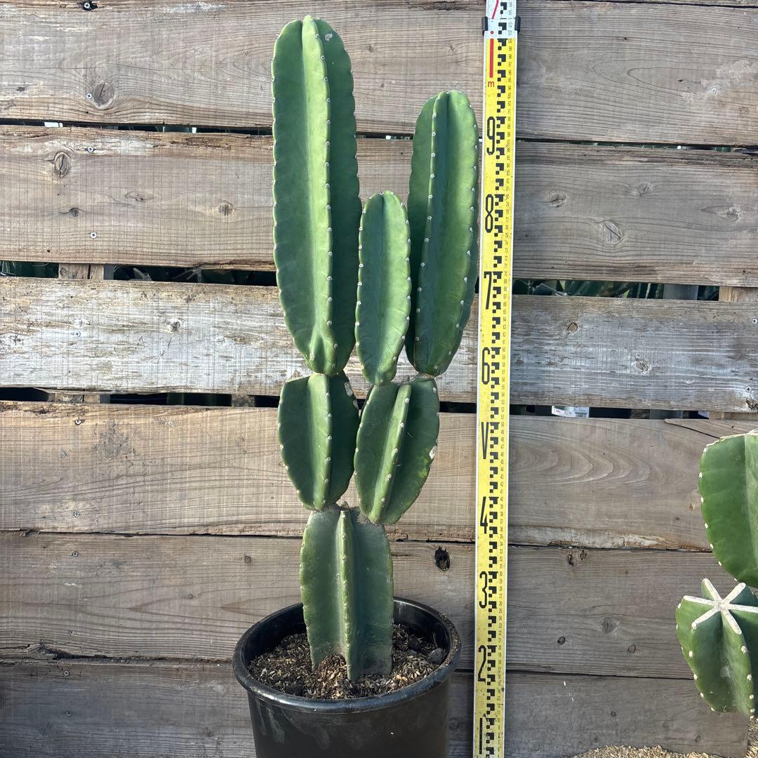 売り切り越冬済　柱サボテン　鬼面角　発根　ドライガーデン　ココスヤシ　サボテン