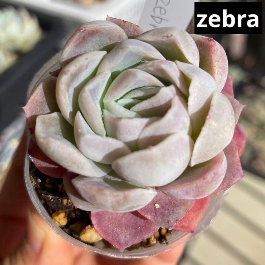 多肉植物エケベリア　Zebra ゼブラ　抜き苗