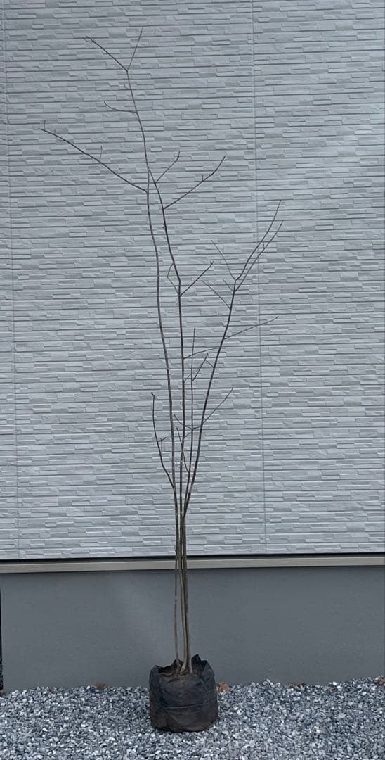 山採り天然　アオダモ　５本株立ち　84