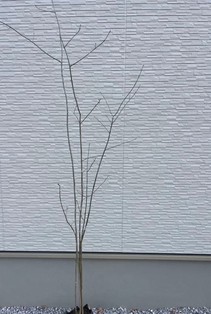 山採り天然　アオダモ　５本株立ち　84