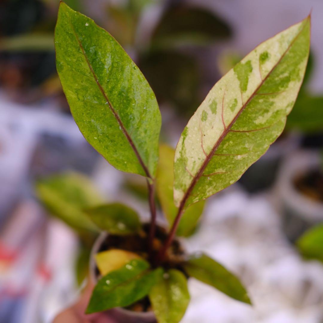 Anthurium Hookeri Sweeta Pink Polkadot ④