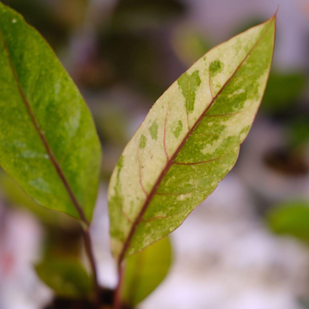 Anthurium Hookeri Sweeta Pink Polkadot ④