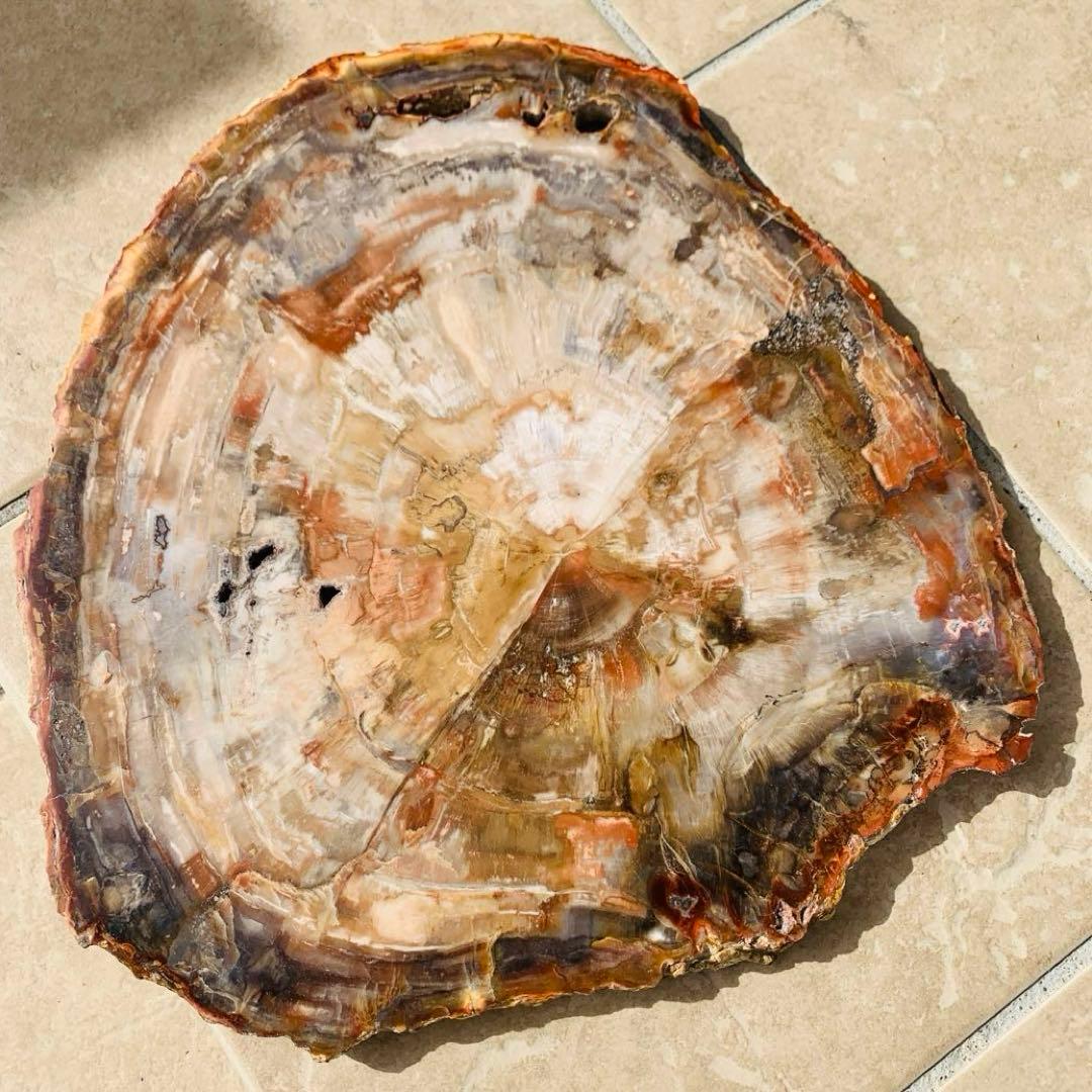【⭐️超巨大‼︎約2億5000万年の樹木化石⭐️】茶色 ブラジル産 珪化木 天然原石