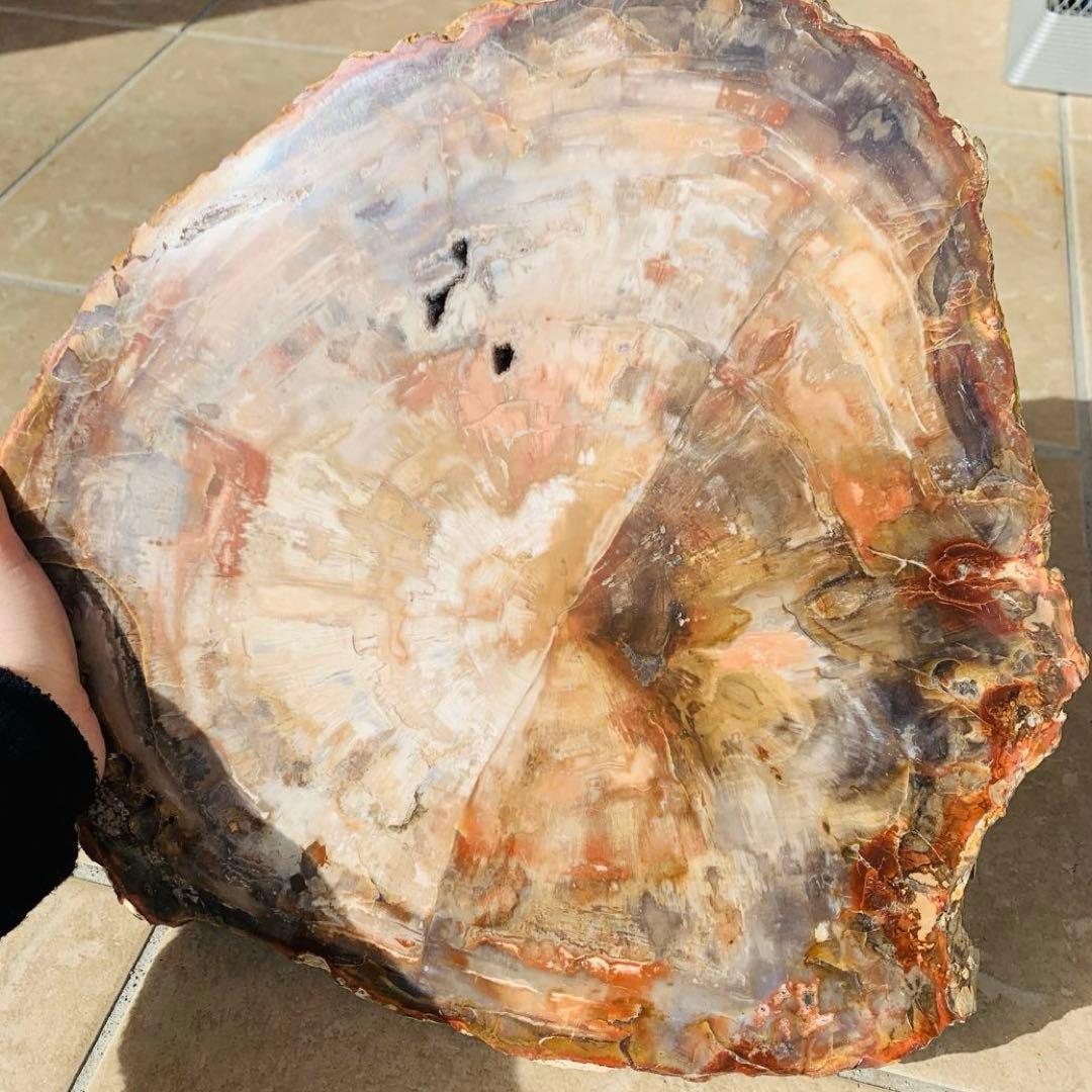 【⭐️超巨大‼︎約2億5000万年の樹木化石⭐️】茶色 ブラジル産 珪化木 天然原石