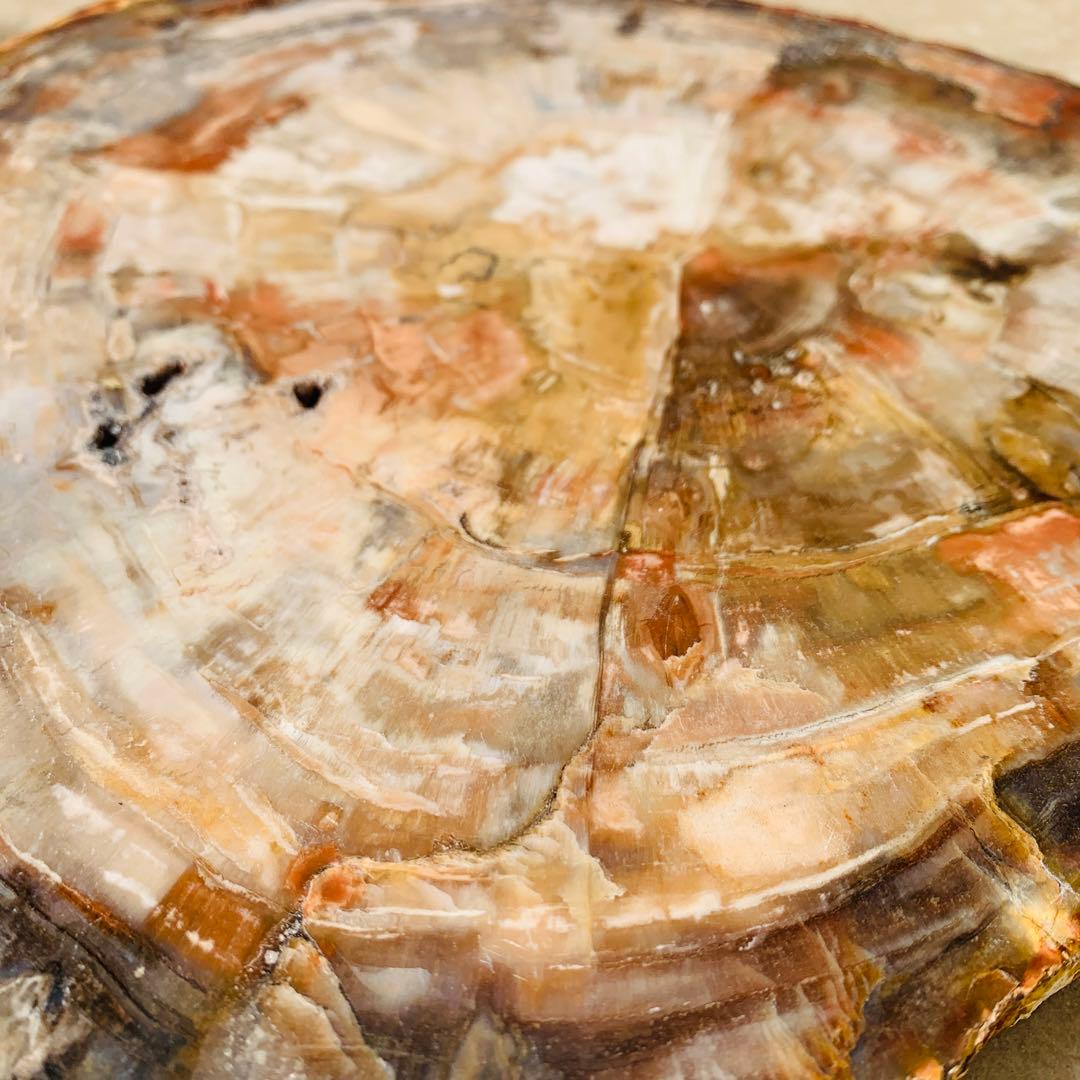 【⭐️超巨大‼︎約2億5000万年の樹木化石⭐️】茶色 ブラジル産 珪化木 天然原石