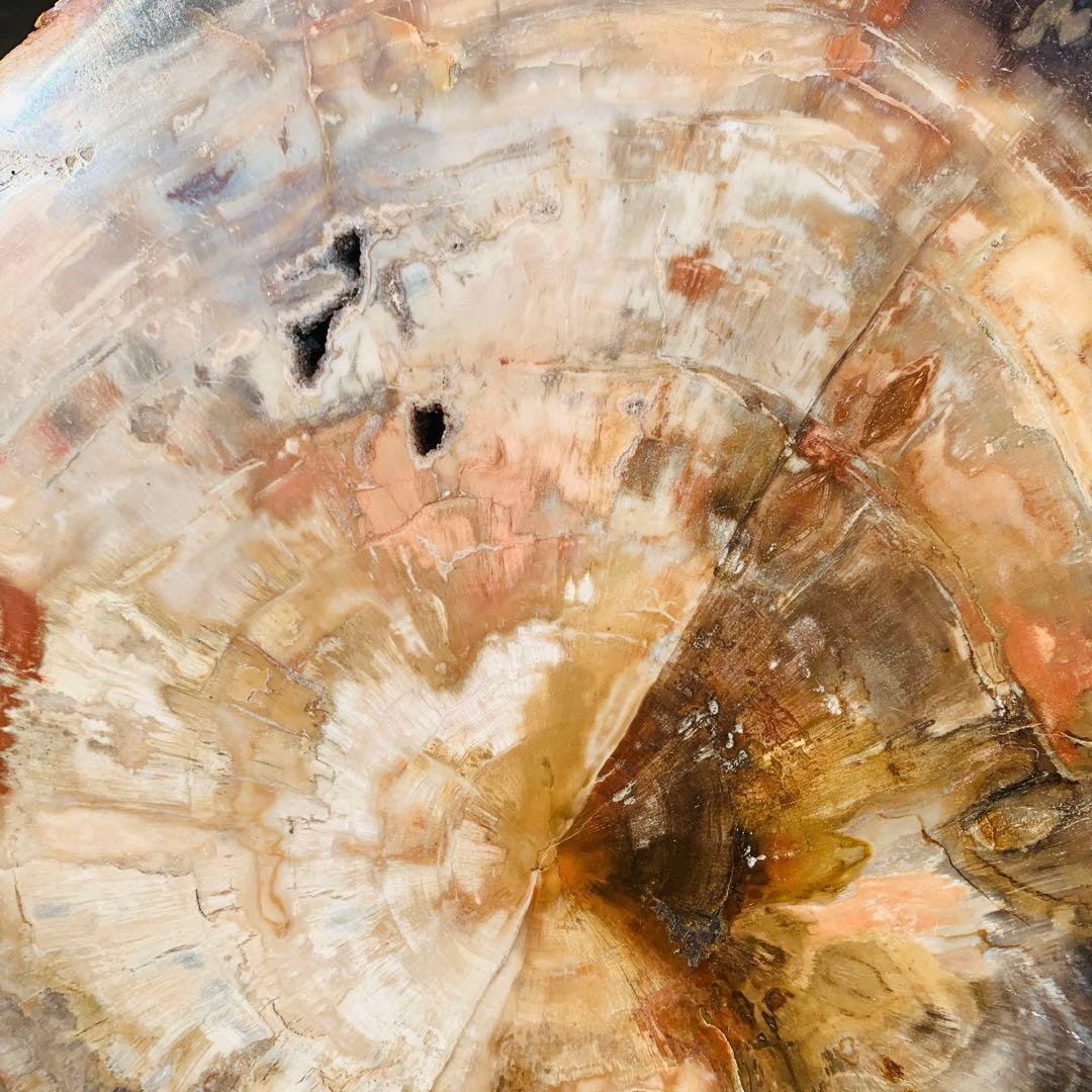 【⭐️超巨大‼︎約2億5000万年の樹木化石⭐️】茶色 ブラジル産 珪化木 天然原石