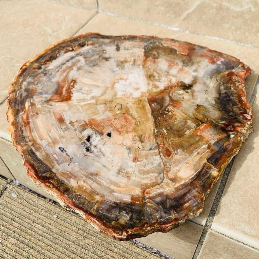 【⭐️超巨大‼︎約2億5000万年の樹木化石⭐️】茶色 ブラジル産 珪化木 天然原石
