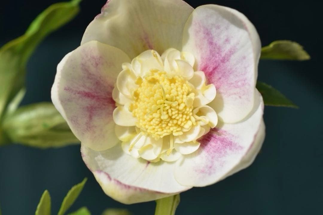 クリスマスローズ