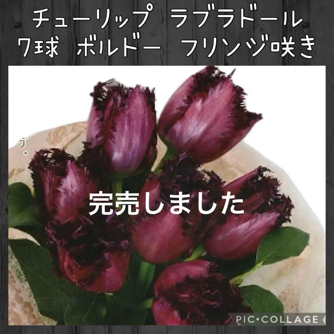 【球根】ラブラドール　 7球　チューリップ　レア品種　ボルドー　フリンジ咲き