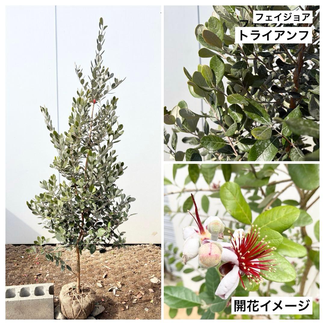 フェイジョア　トライアンフ/84