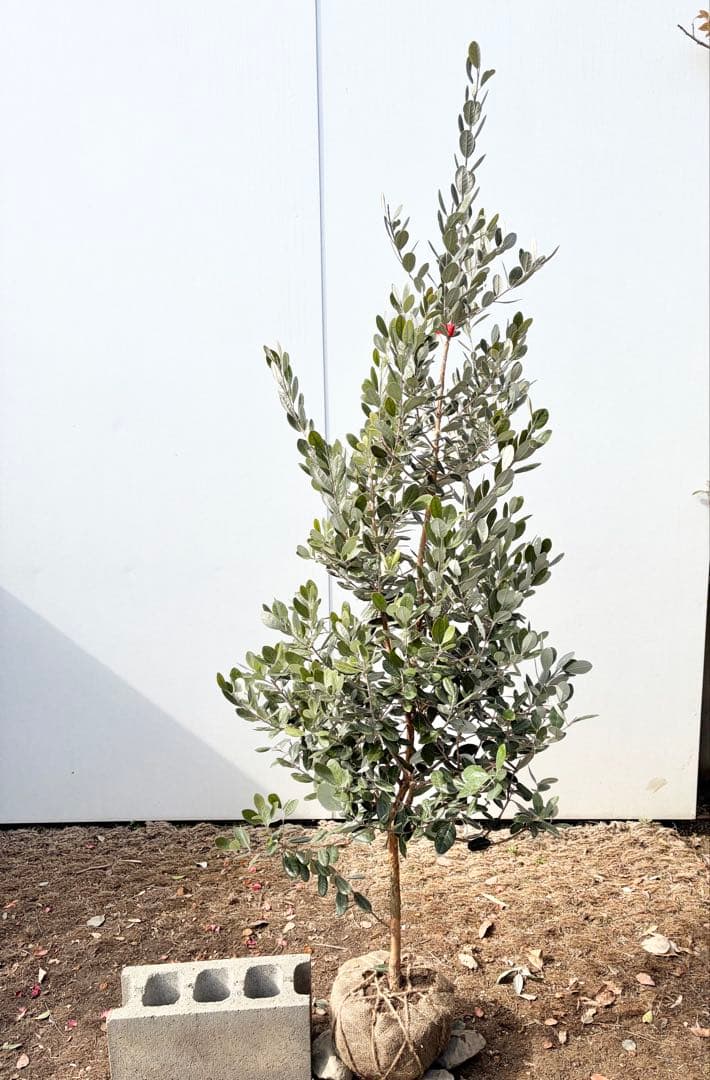 フェイジョア　トライアンフ/84