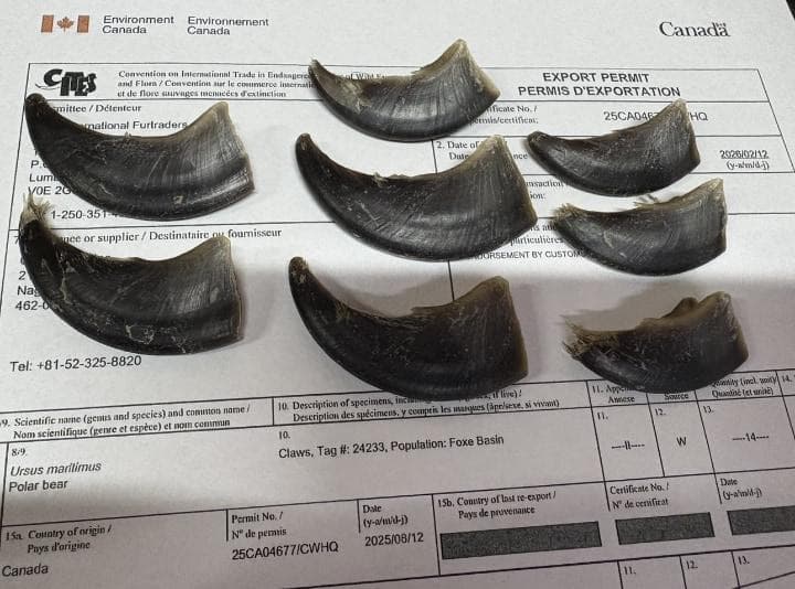 シロクマの爪　※CITES書類付