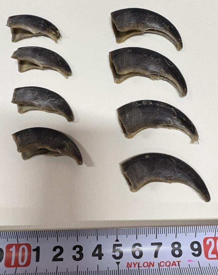 シロクマの爪　※CITES書類付
