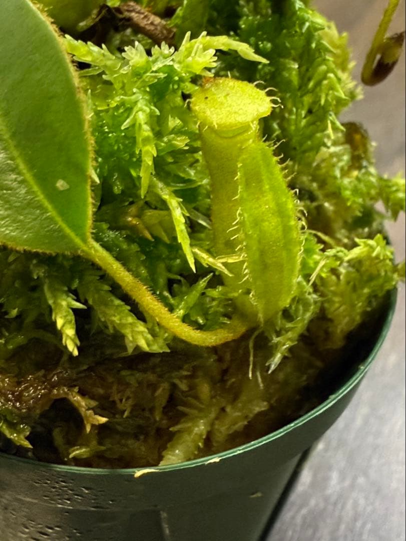 食虫植物N. xtrusmadensis AW clone:3