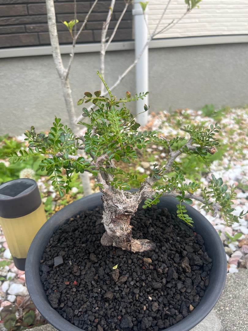 オペルクリカリア　パキプス　作り込み株