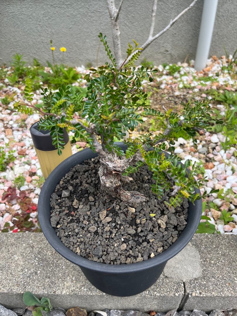 オペルクリカリア　パキプス　作り込み株