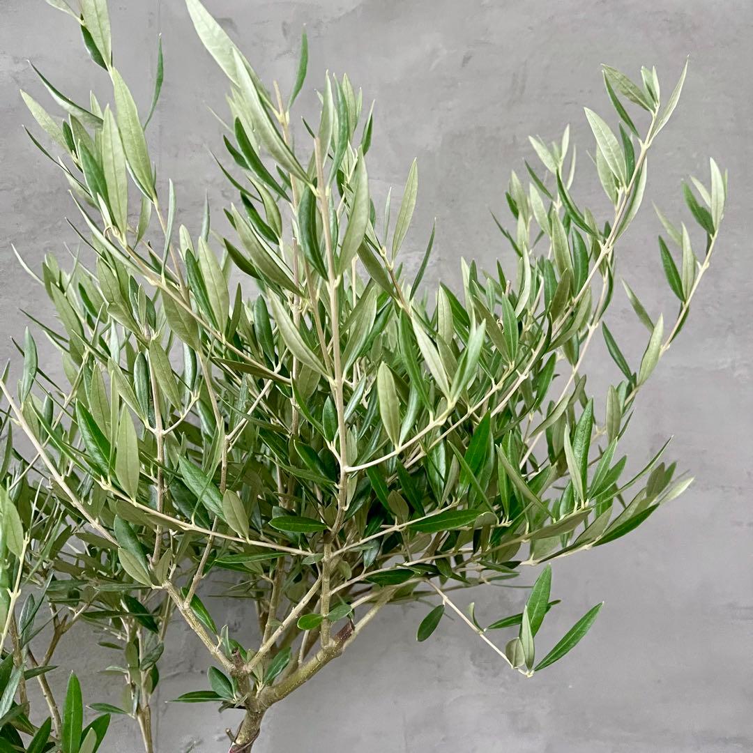 はなはな　最高級樹形　幹極太　Souju オリーブ　【ピクアル】 10号