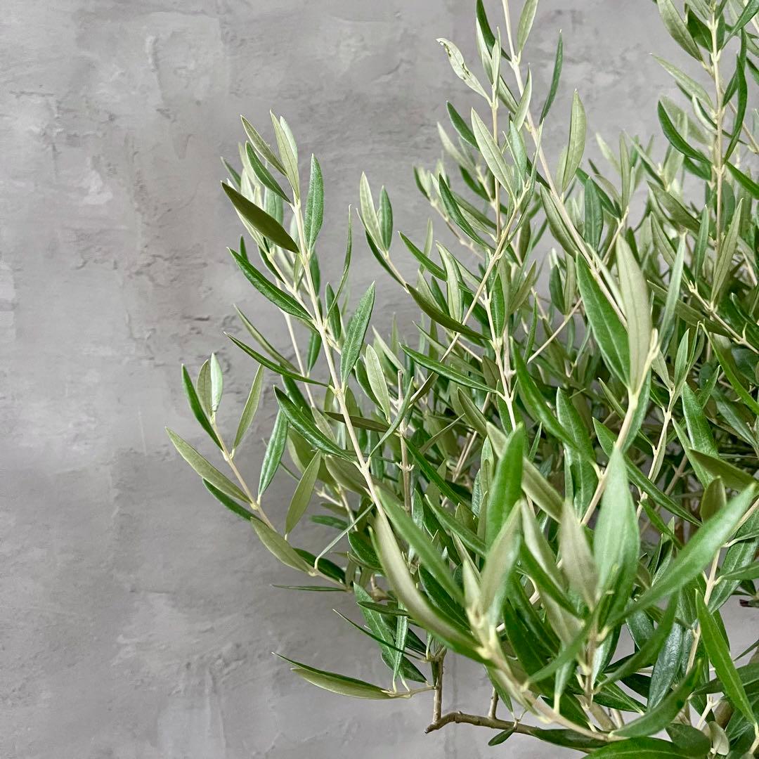 はなはな　最高級樹形　幹極太　Souju オリーブ　【ピクアル】 10号