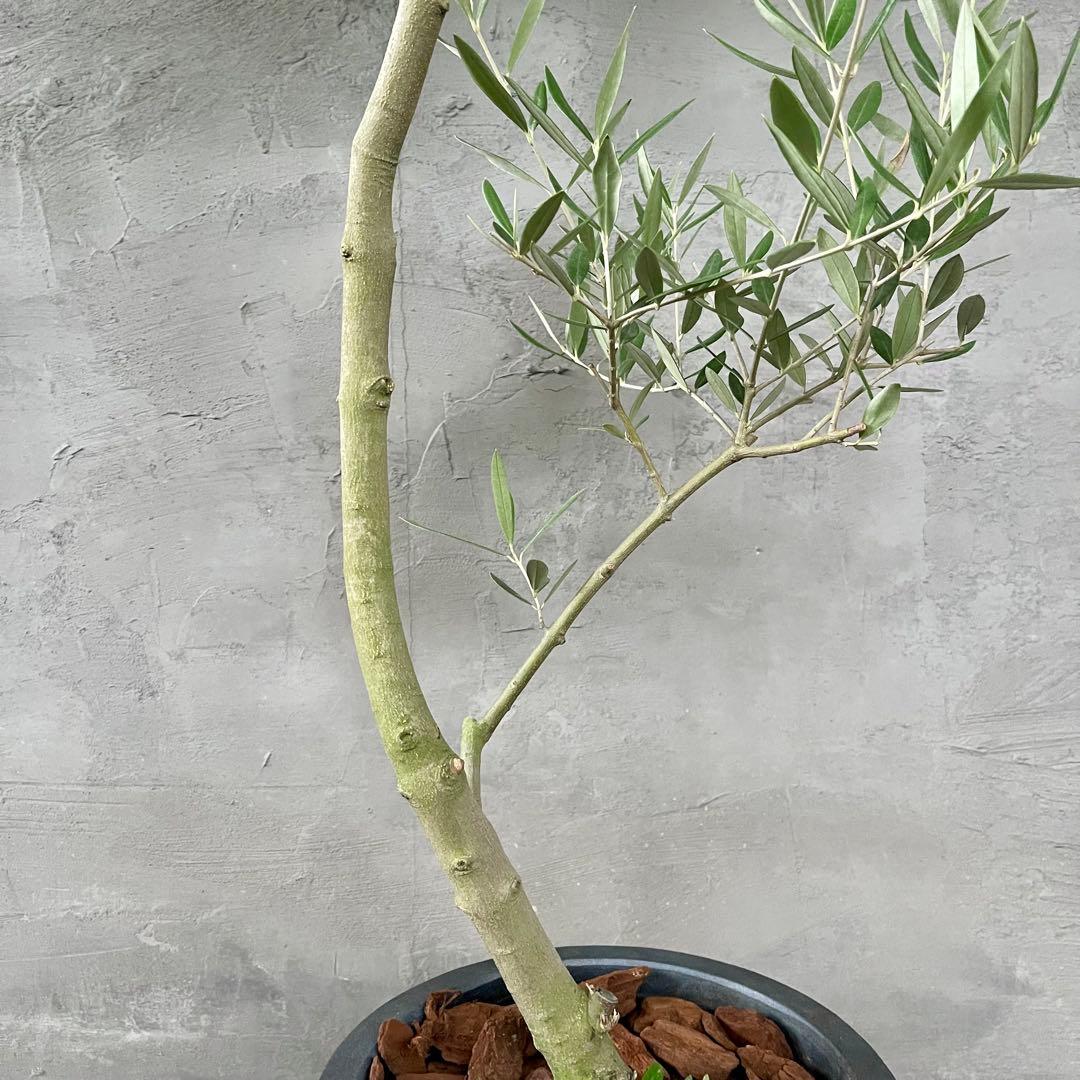 はなはな　最高級樹形　幹極太　Souju オリーブ　【ピクアル】 10号