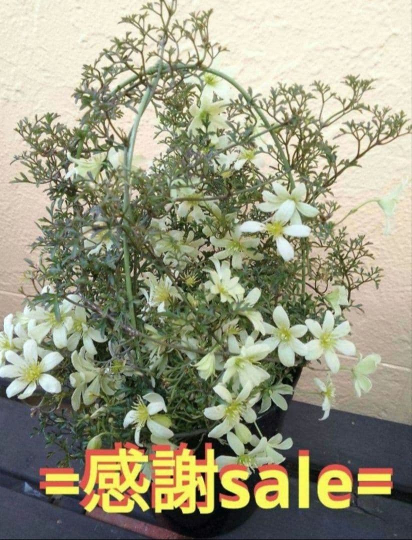 来年用に。。。支柱はずし■ボリューム満点　綺麗な　クレマチスピクシー