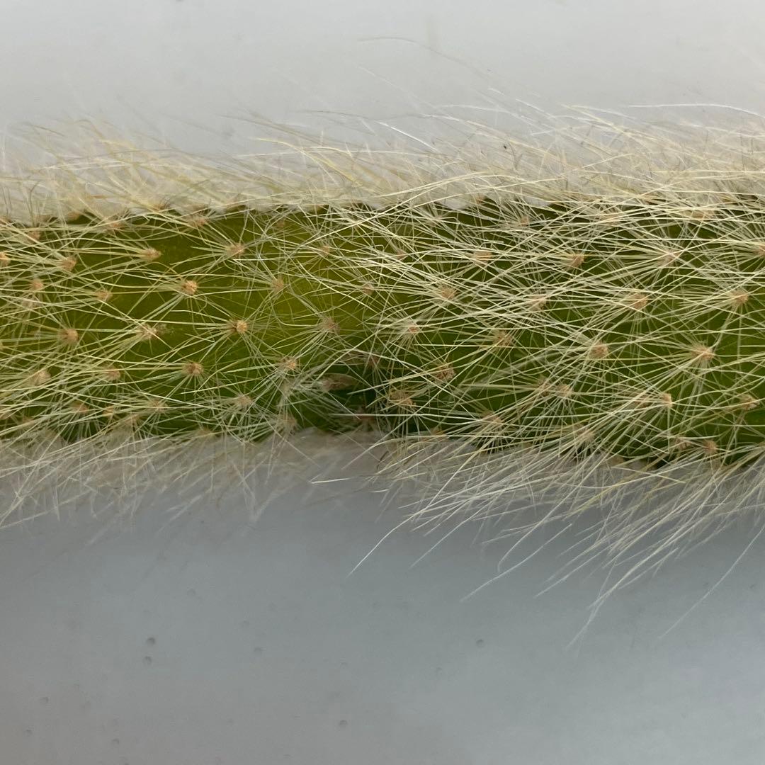 ＊ご確認用です＊