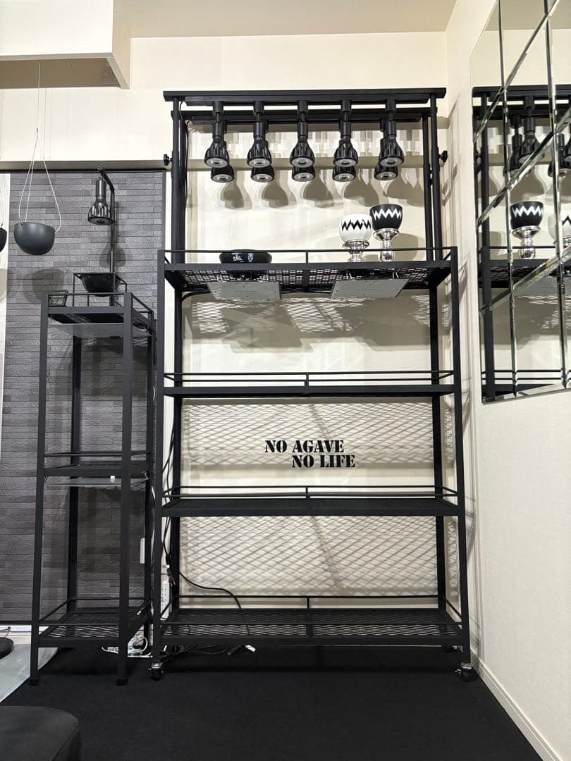 キャスター付植物棚　アイアン棚　パキプス　アイアンシェルフ　アガベ