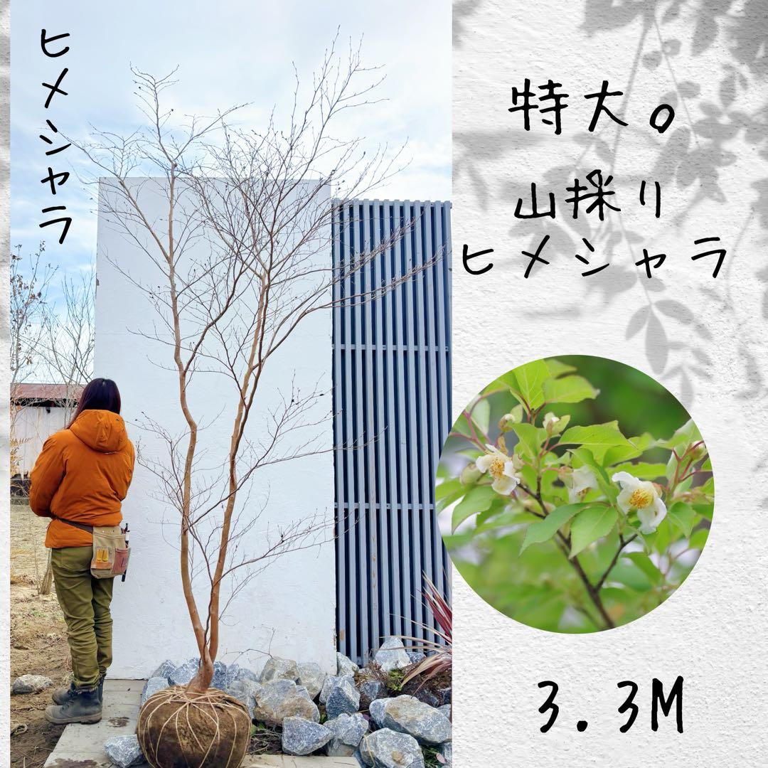 特大。山採りヒメシャラ3.3M(鉢底から)