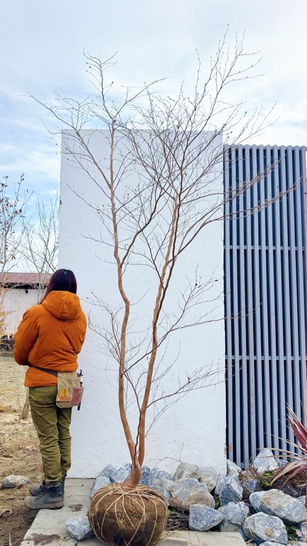 特大。山採りヒメシャラ3.3M(鉢底から)