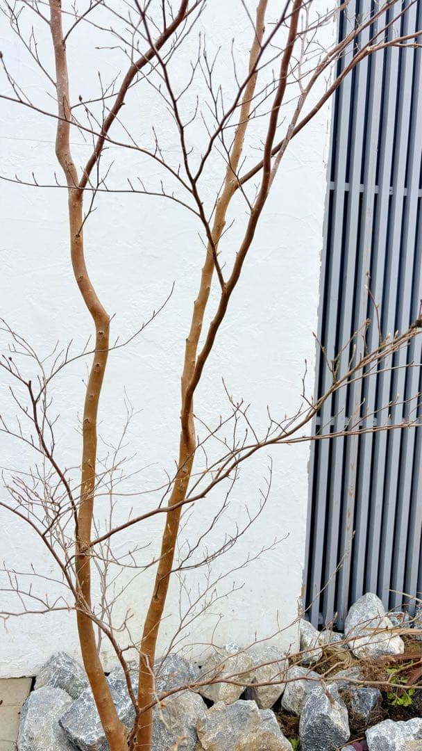 特大。山採りヒメシャラ3.3M(鉢底から)