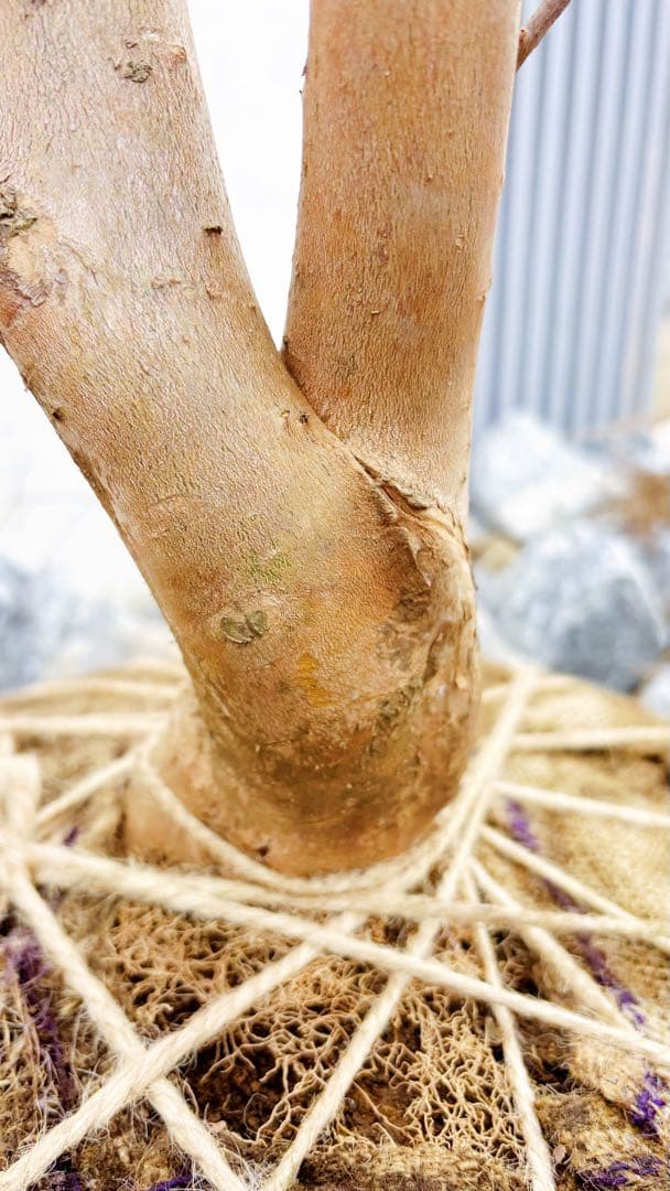 特大。山採りヒメシャラ3.3M(鉢底から)