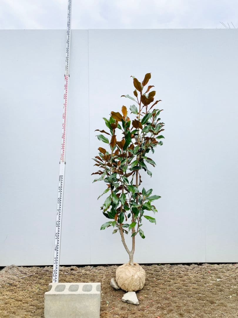 タイサンボク　ケイパレス/903