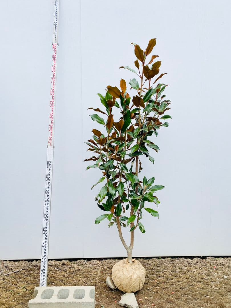 タイサンボク　ケイパレス/903