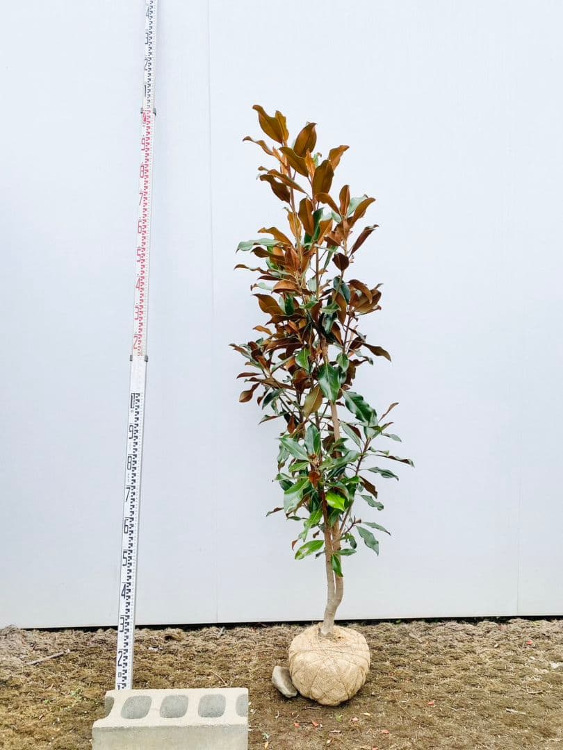 タイサンボク　ケイパレス/903